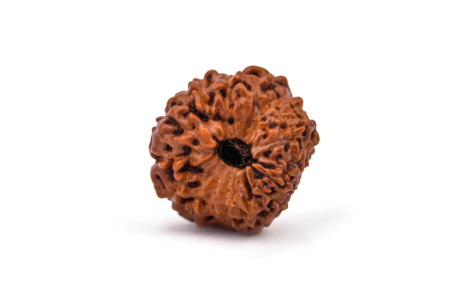 16 Mukhi Rudraksha – Original Indonesian (Java) Collector Bead