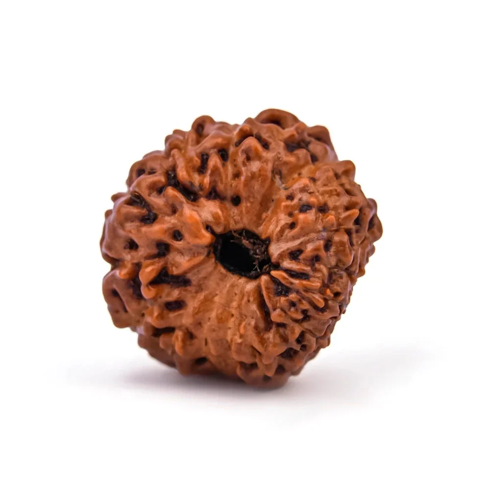 16 Mukhi Rudraksha – Original Indonesian (Java) Collector Bead — Indonesia photo 3