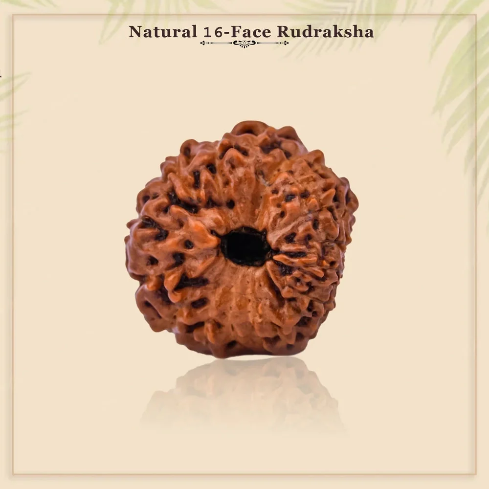 16 Mukhi Rudraksha – Original Indonesian (Java) Collector Bead — Indonesia photo 5