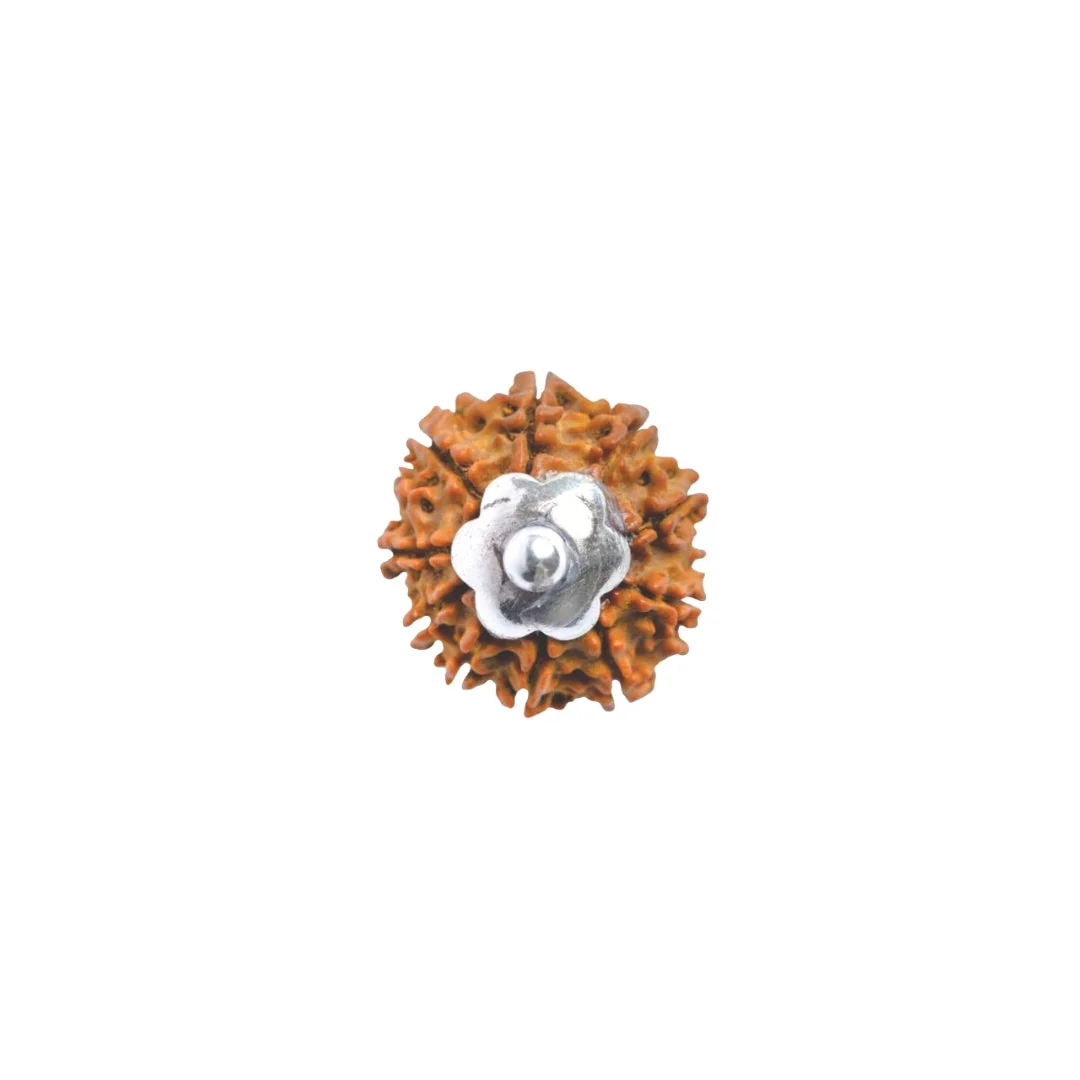10 Mukhi Rudraksha Silver Capping Pendant ( Nepali ) — Nepal photo 4