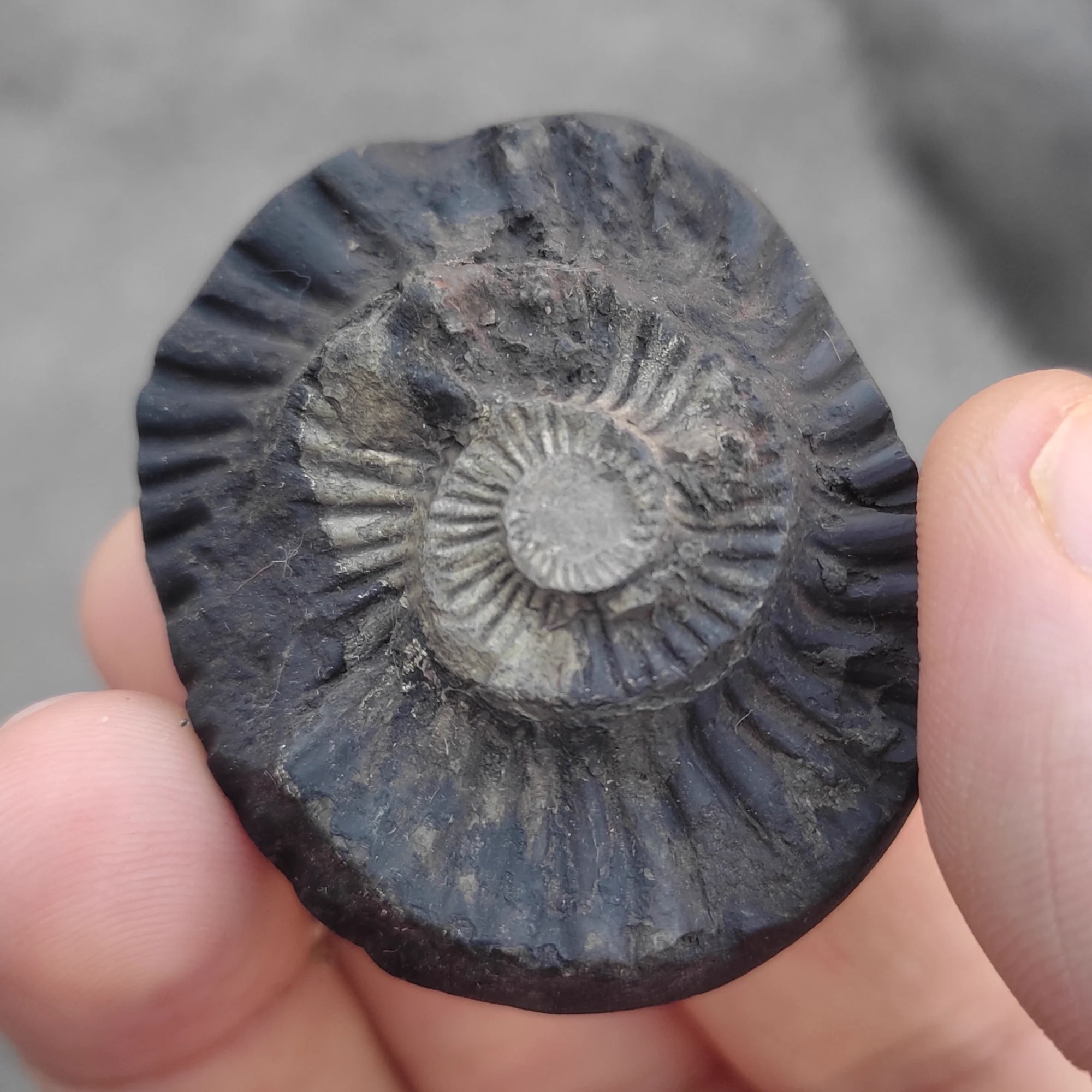 Sudarshan Shaligram Shila — Collector Piece