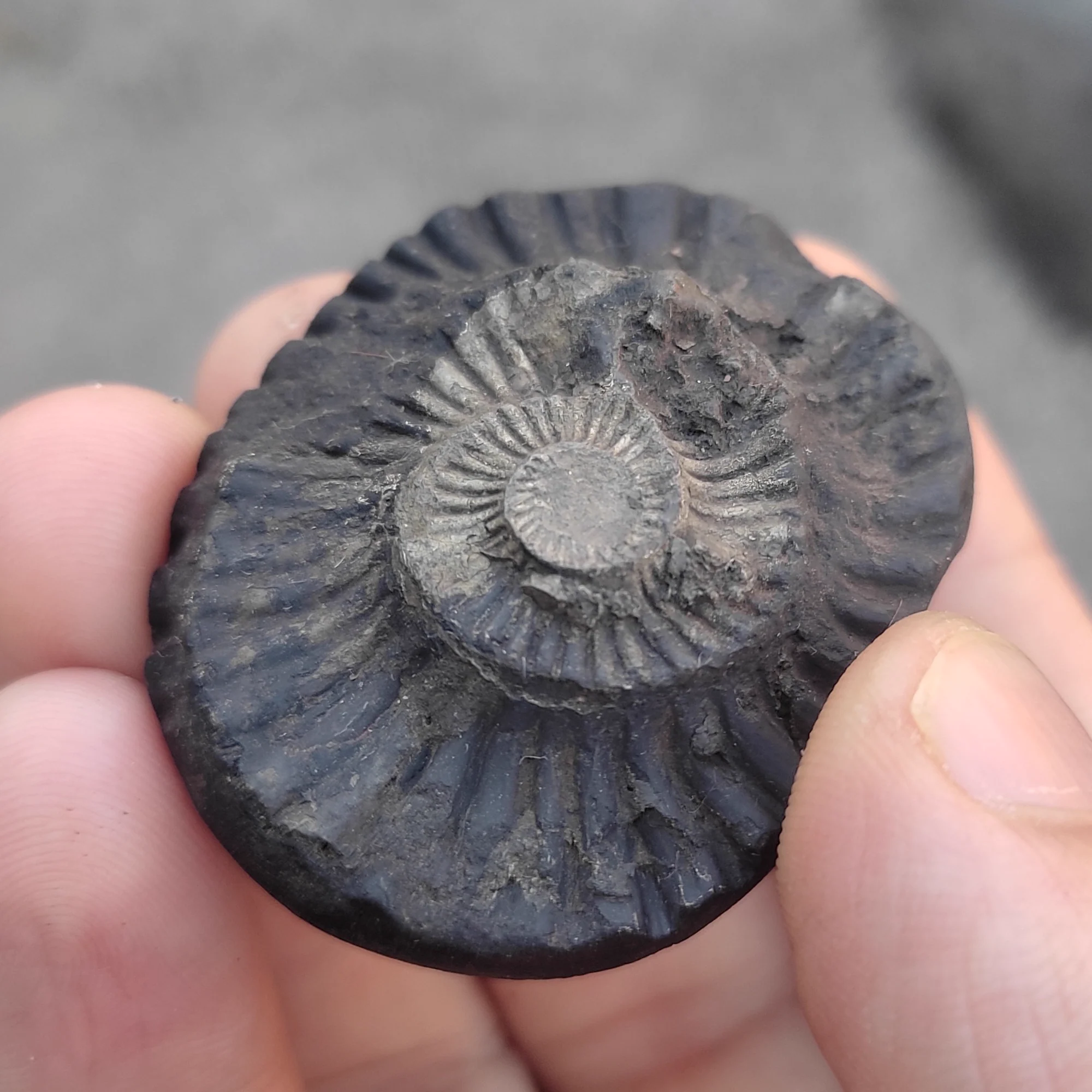 Sudarshan Shaligram Shila — Collector Piece — view 2