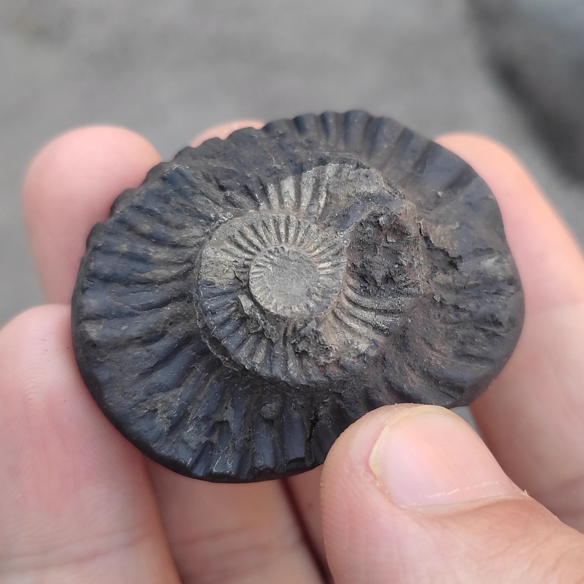 Sudarshan Shaligram Shila — Collector Piece — view 3