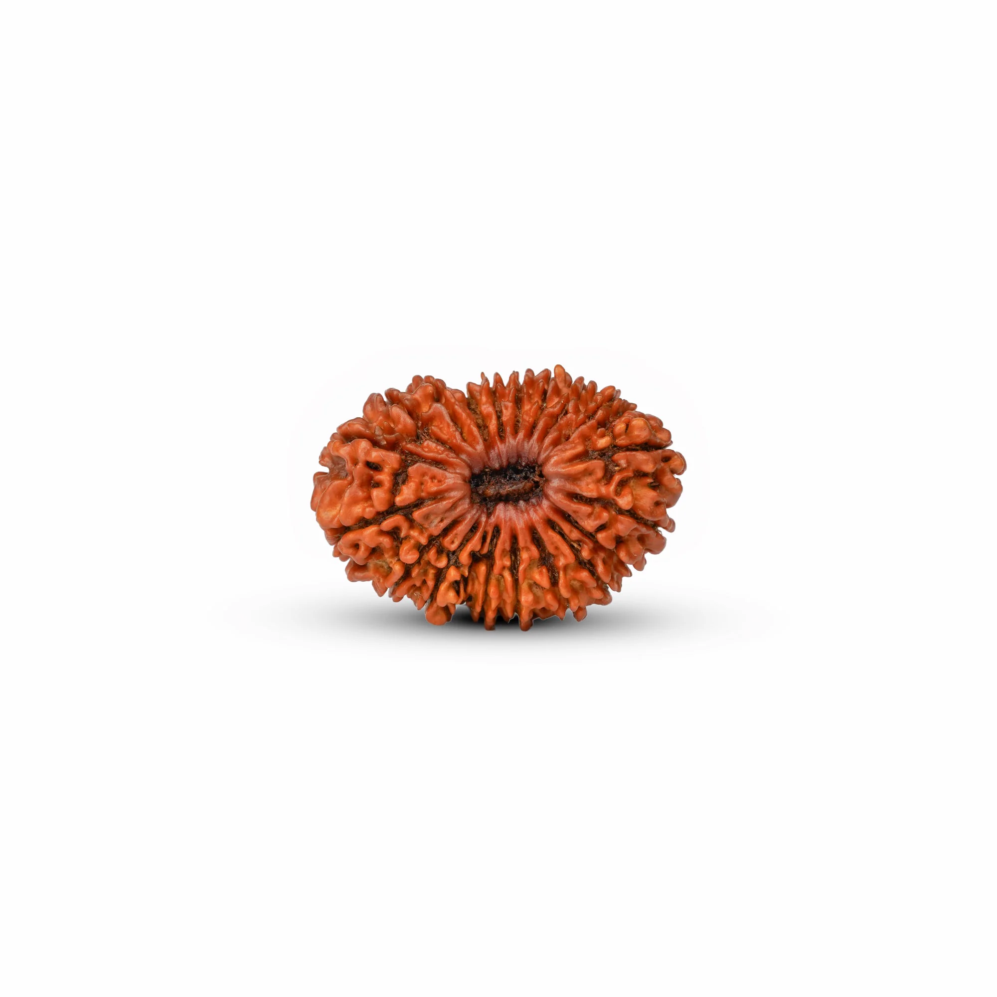 20 Mukhi Rudraksha – Original Nepali Collector Bead — Nepal photo 3