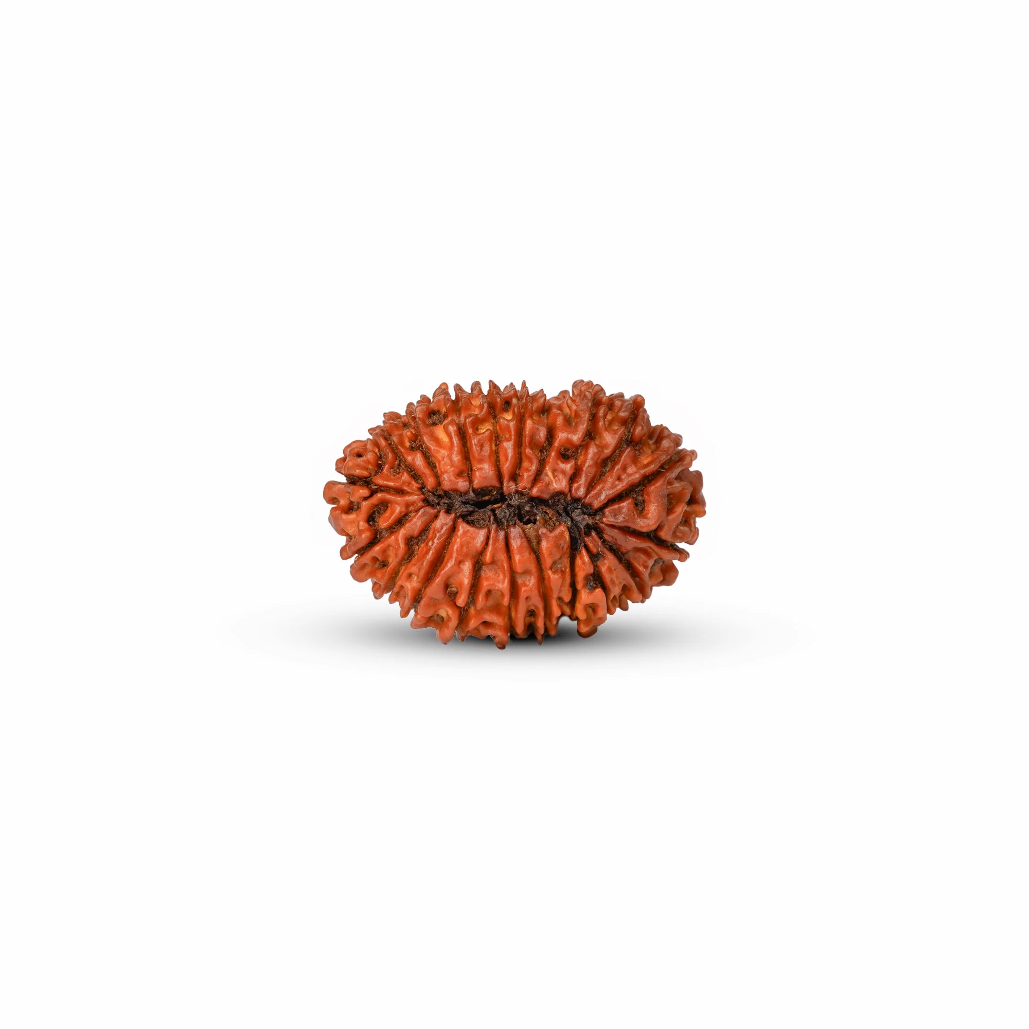 20 Mukhi Rudraksha – Original Nepali Collector Bead — Nepal photo 4