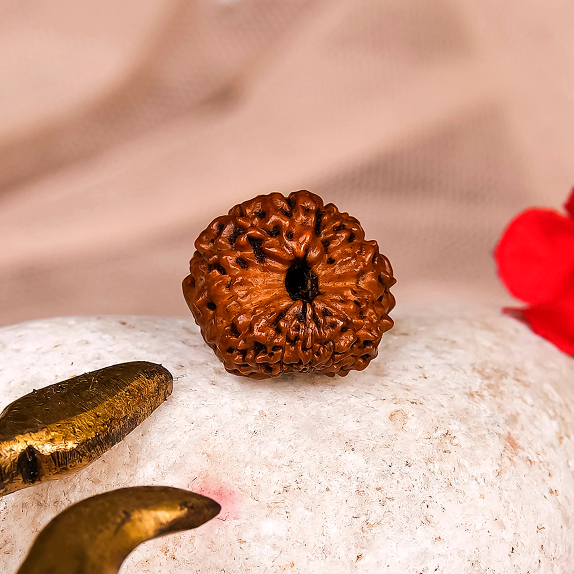 18 Mukhi Rudraksha – Original Indonesian (Java) Premium Collector Bead — Indonesia photo 4