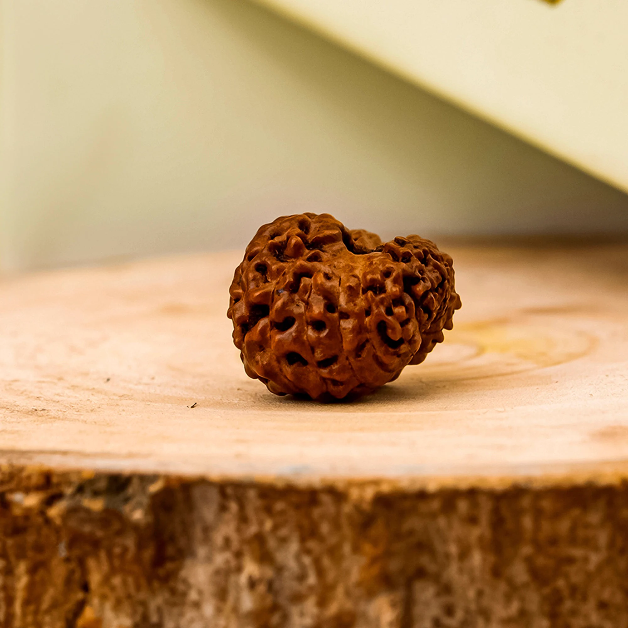 18 Mukhi Rudraksha – Original Indonesian (Java) Premium Collector Bead — Indonesia photo 2