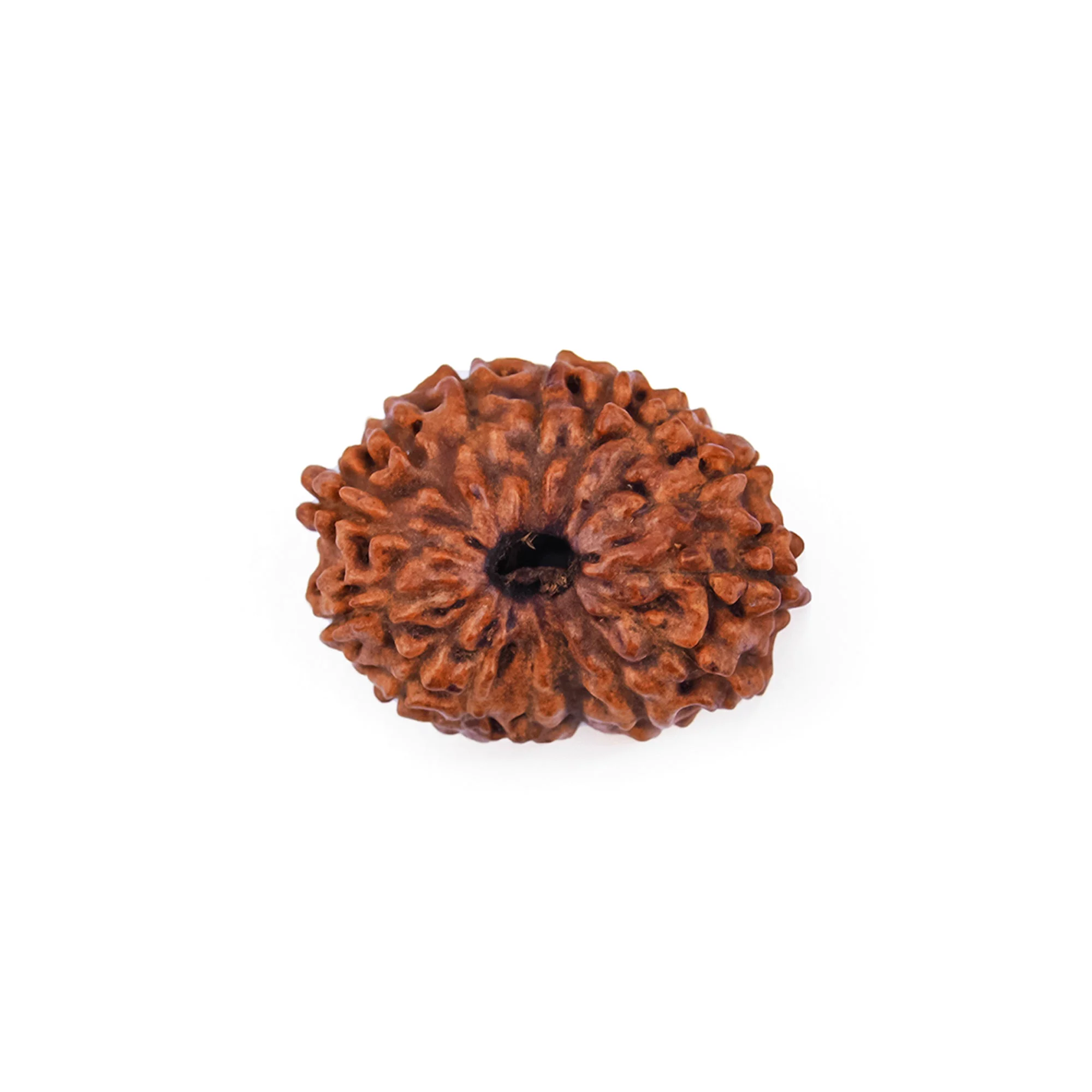 18 Mukhi Rudraksha – Original Indonesian (Java) Premium Collector Bead