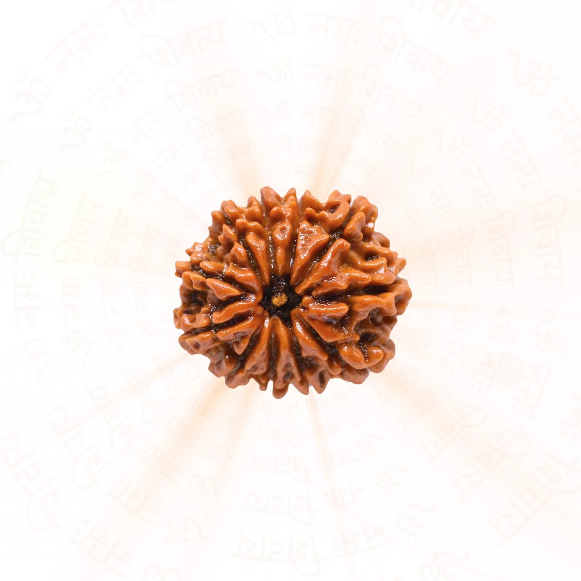 11 Mukhi Rudraksha ( Nepali ) — Nepal photo 2