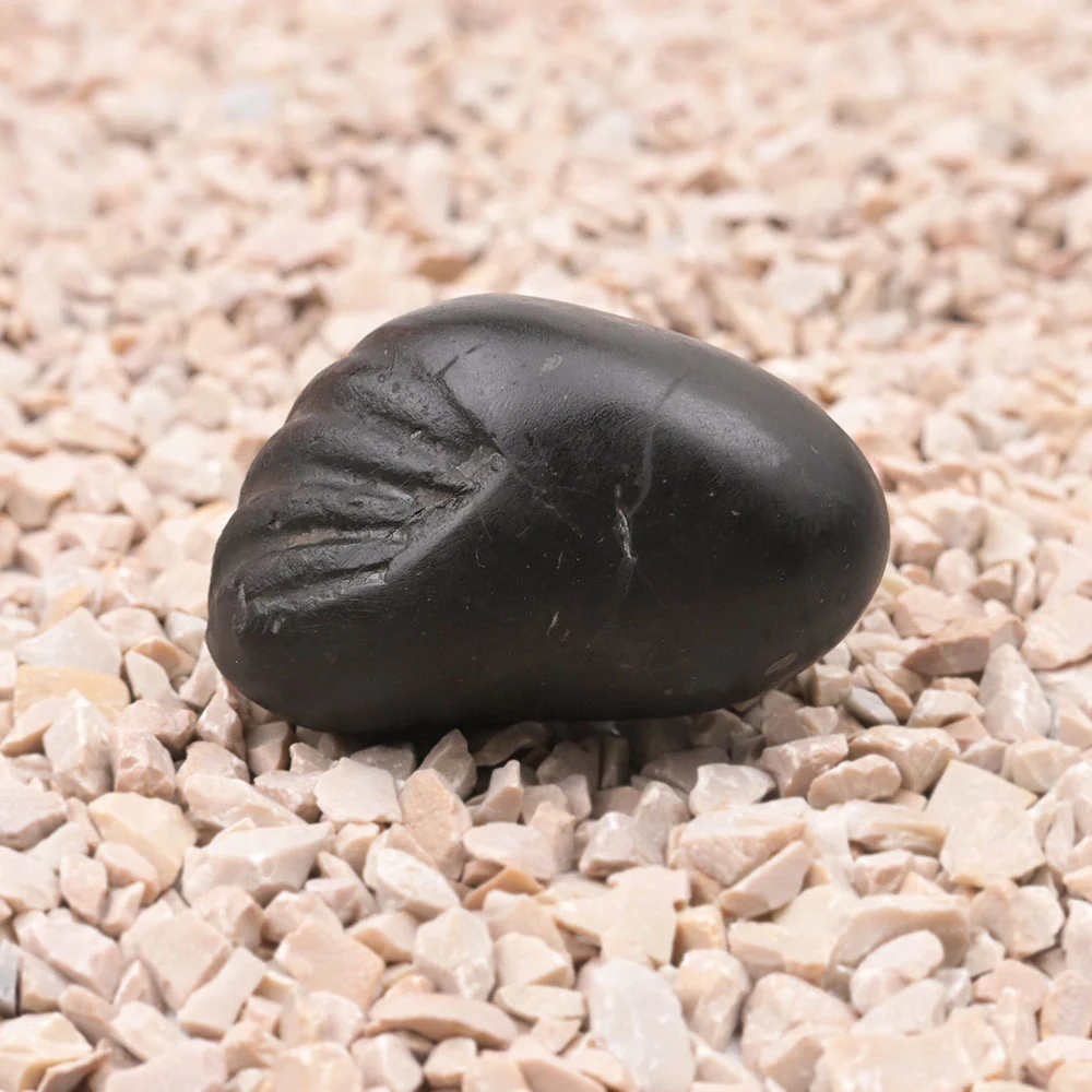 Laxmi Matsya Shaligram Shila