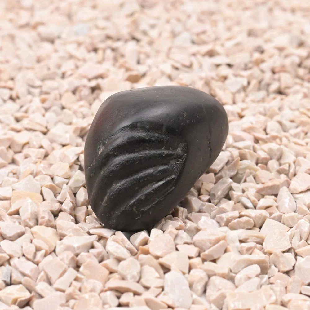 Laxmi Matsya Shaligram Shila — view 2