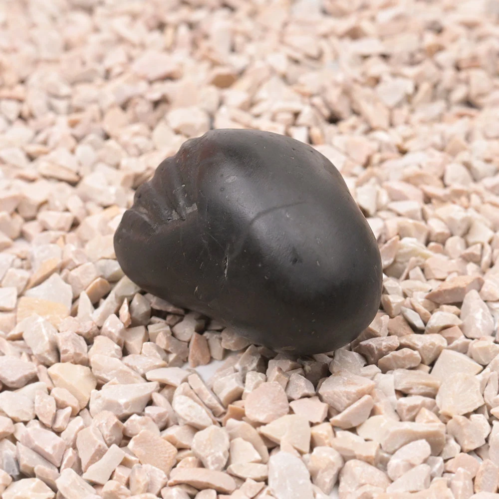Laxmi Matsya Shaligram Shila — view 3