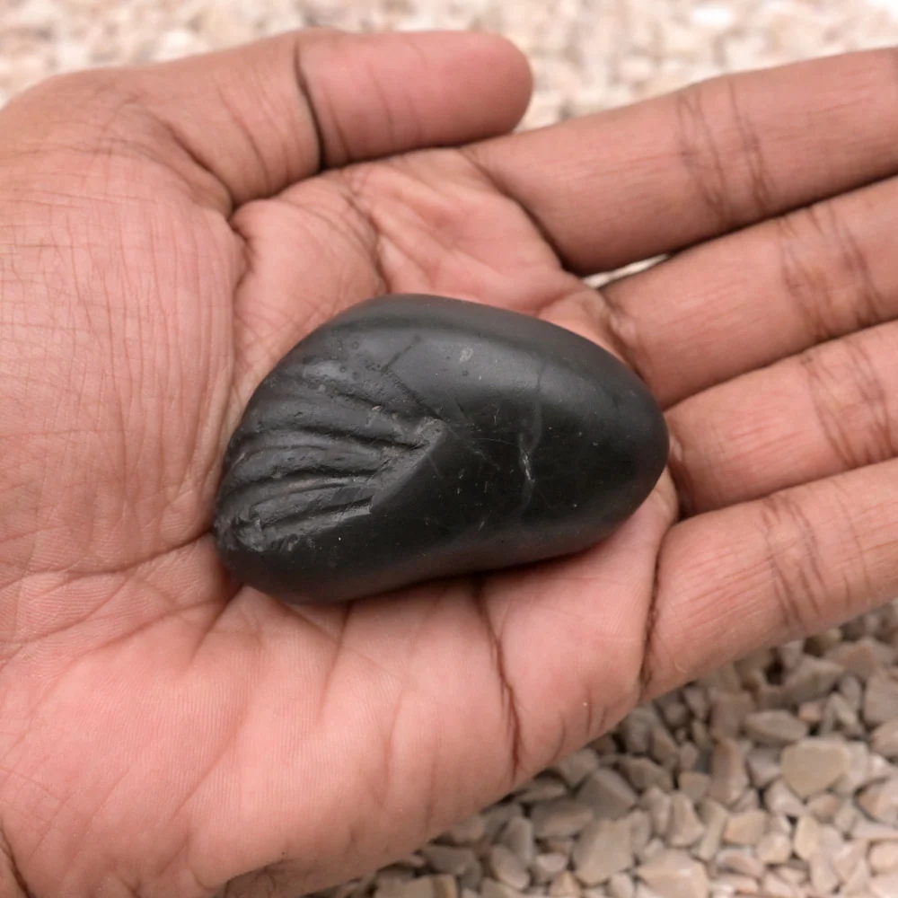 Laxmi Matsya Shaligram Shila — view 5