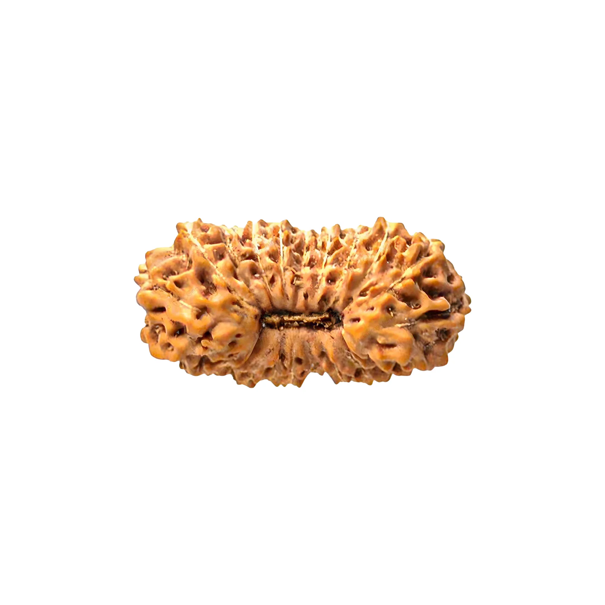 23 Mukhi Rudraksha – Original Indonesian (Java) Collector Bead — Indonesia photo 2