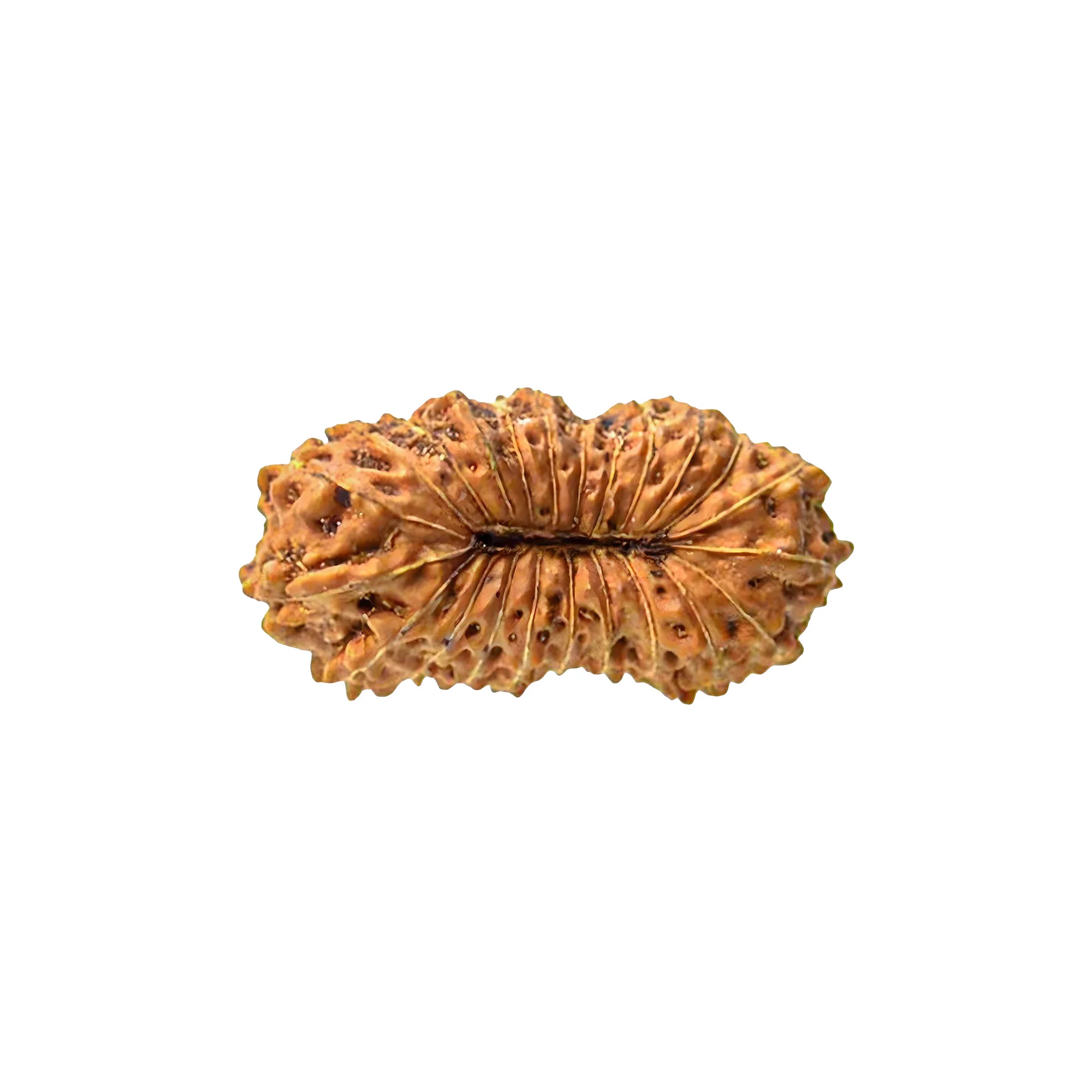 23 Mukhi Rudraksha – Original Indonesian (Java) Collector Bead
