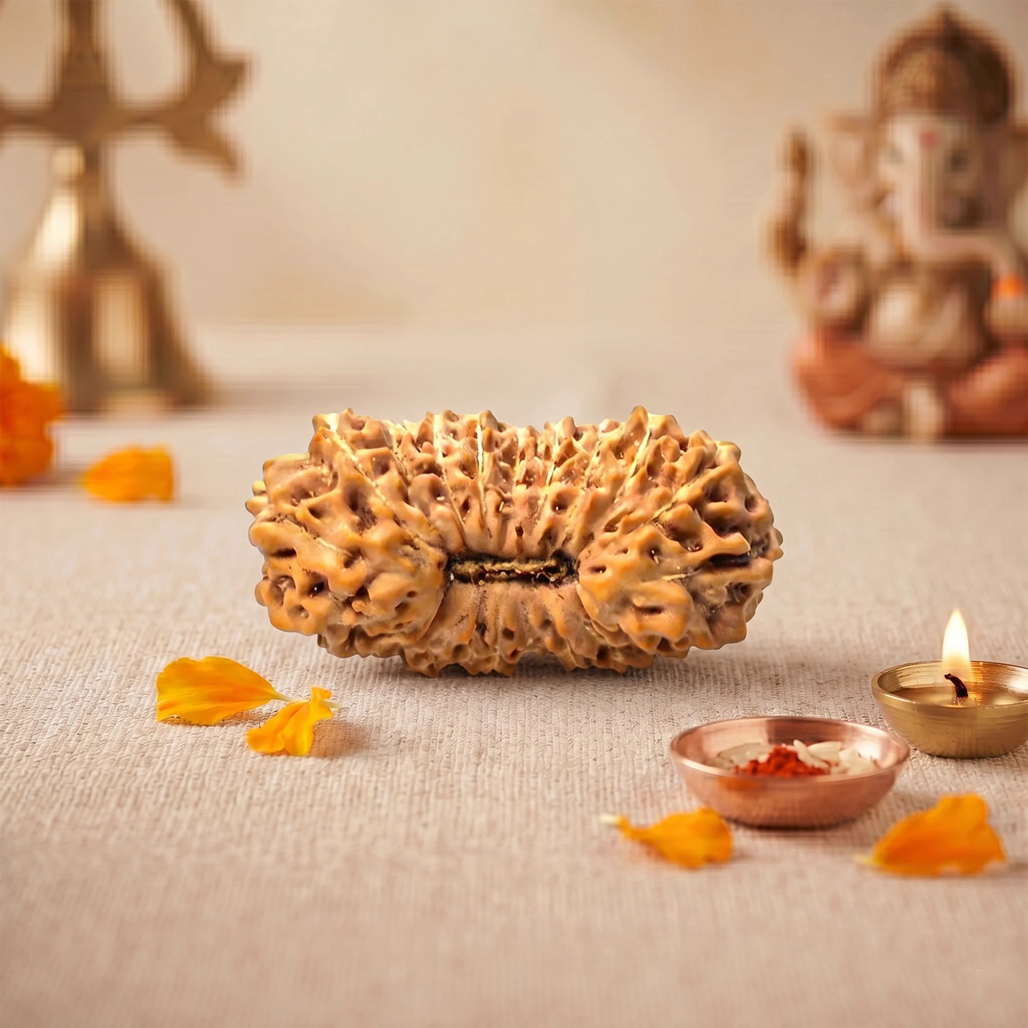 23 Mukhi Rudraksha – Original Indonesian (Java) Collector Bead — Indonesia photo 4
